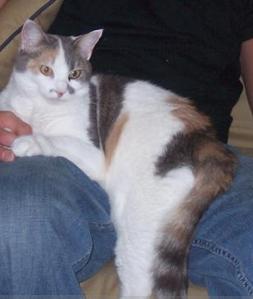 Russell-amOlfQRUus-cat